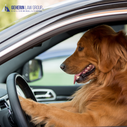 A dog behind a drivers seat and steering wheel